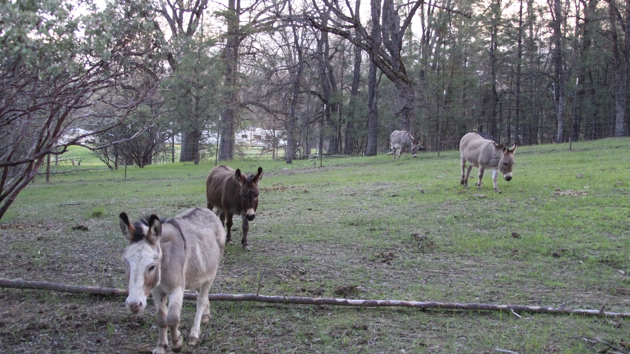 Photo of Outdoor in Mariposa
