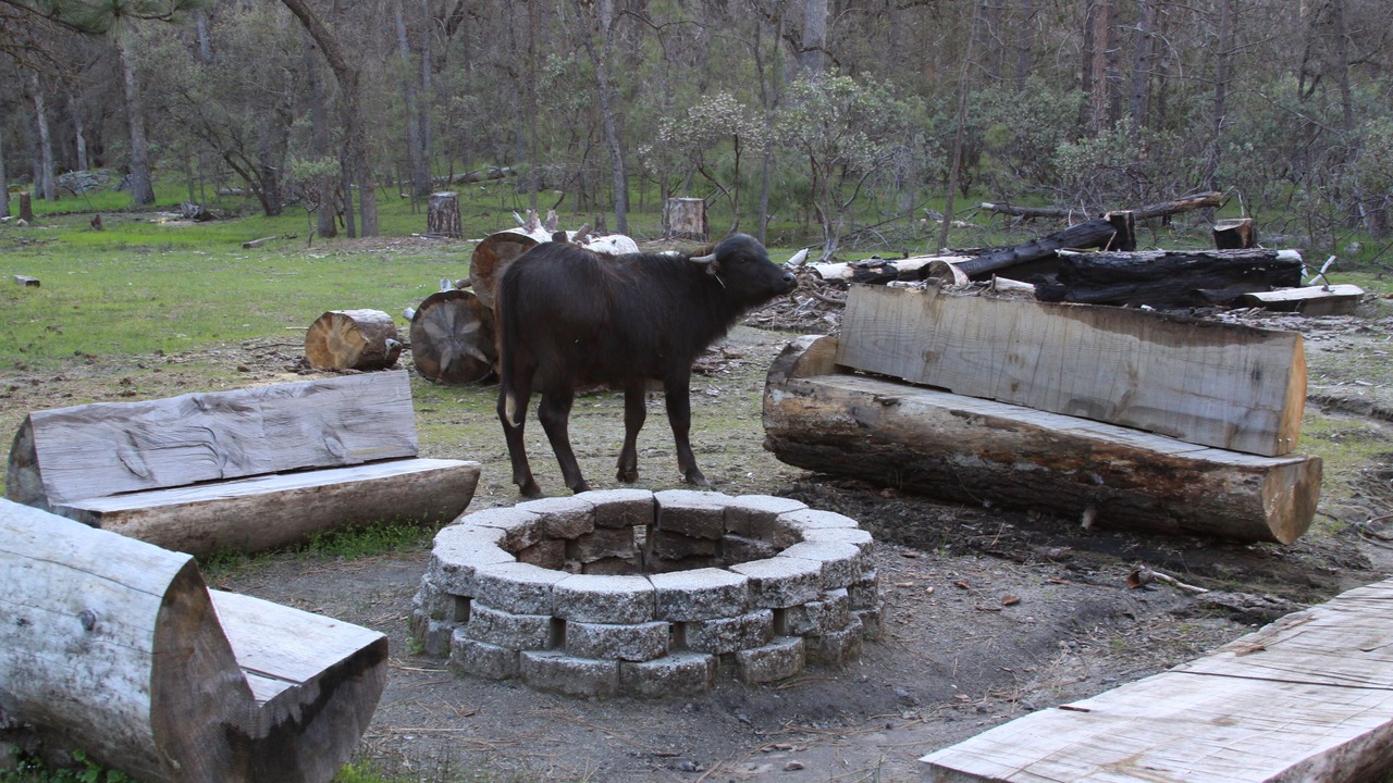 Photo of Outdoor in Mariposa