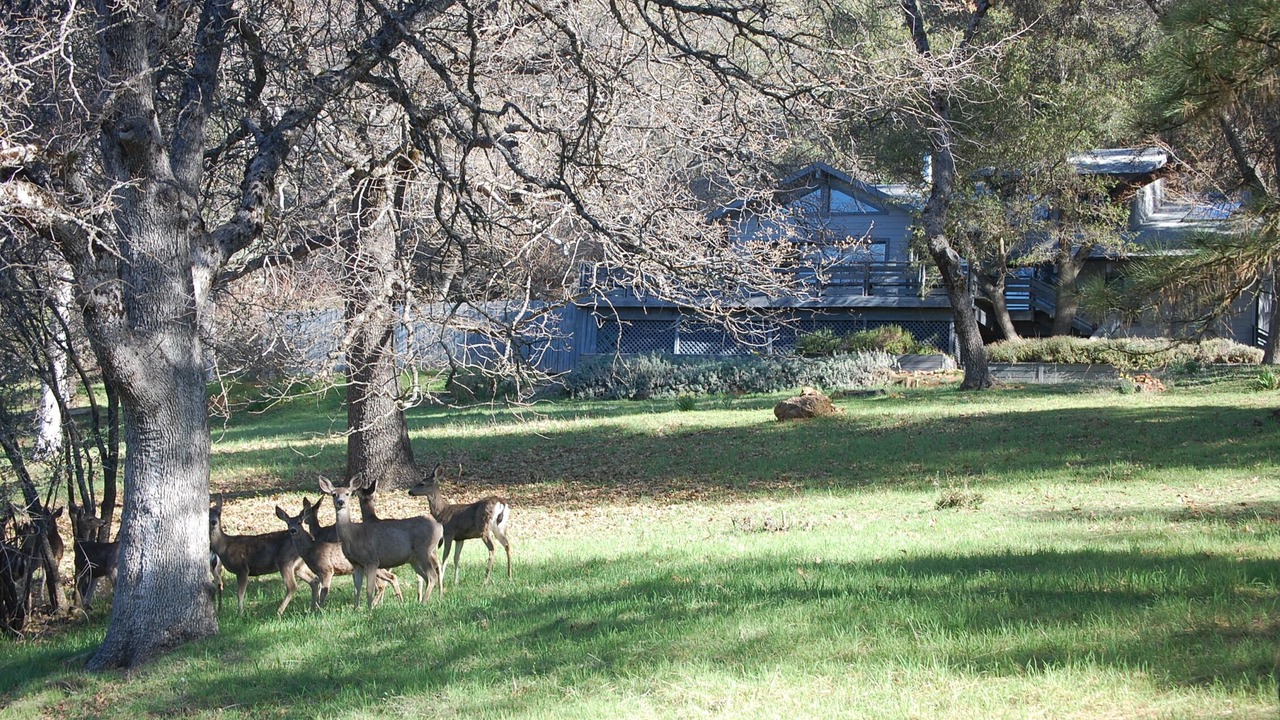 Photo of Others in Mariposa