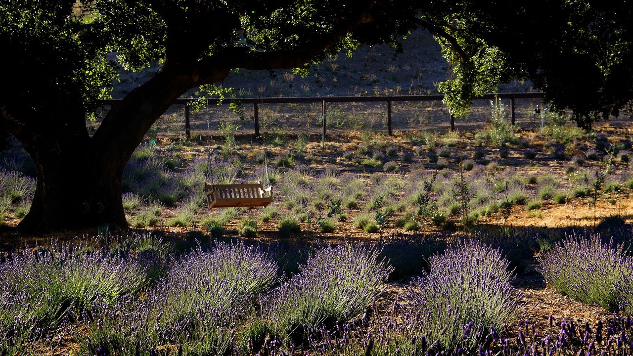 Photo of Outdoor in Santa Ynez