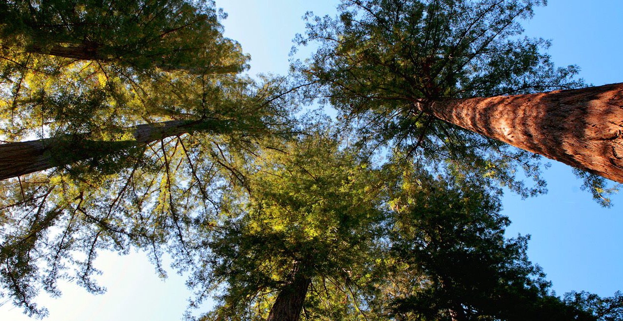 Photo of Outdoor in Cazadero