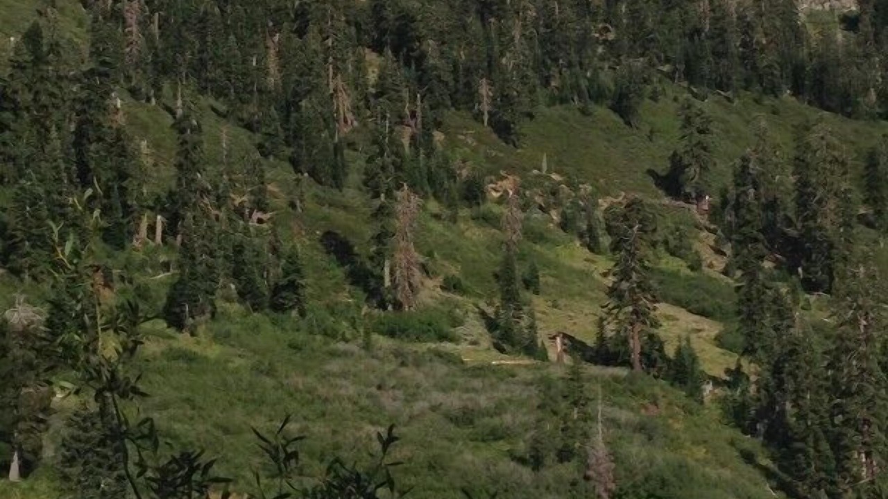 Photo of Others in Tahoe Woods