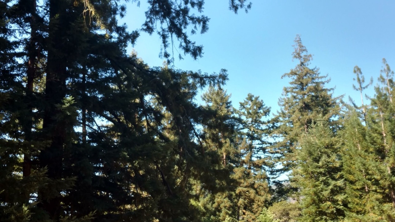 Photo of Others in Los Gatos