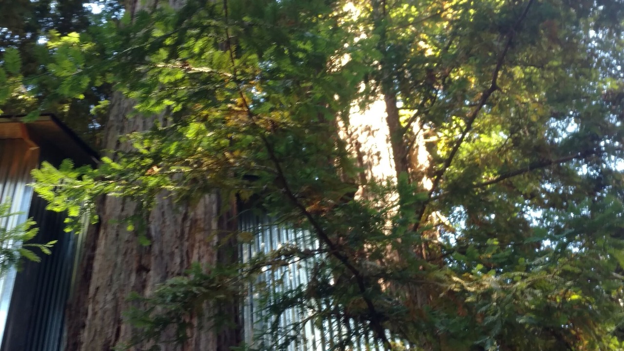 Photo of Others in Los Gatos