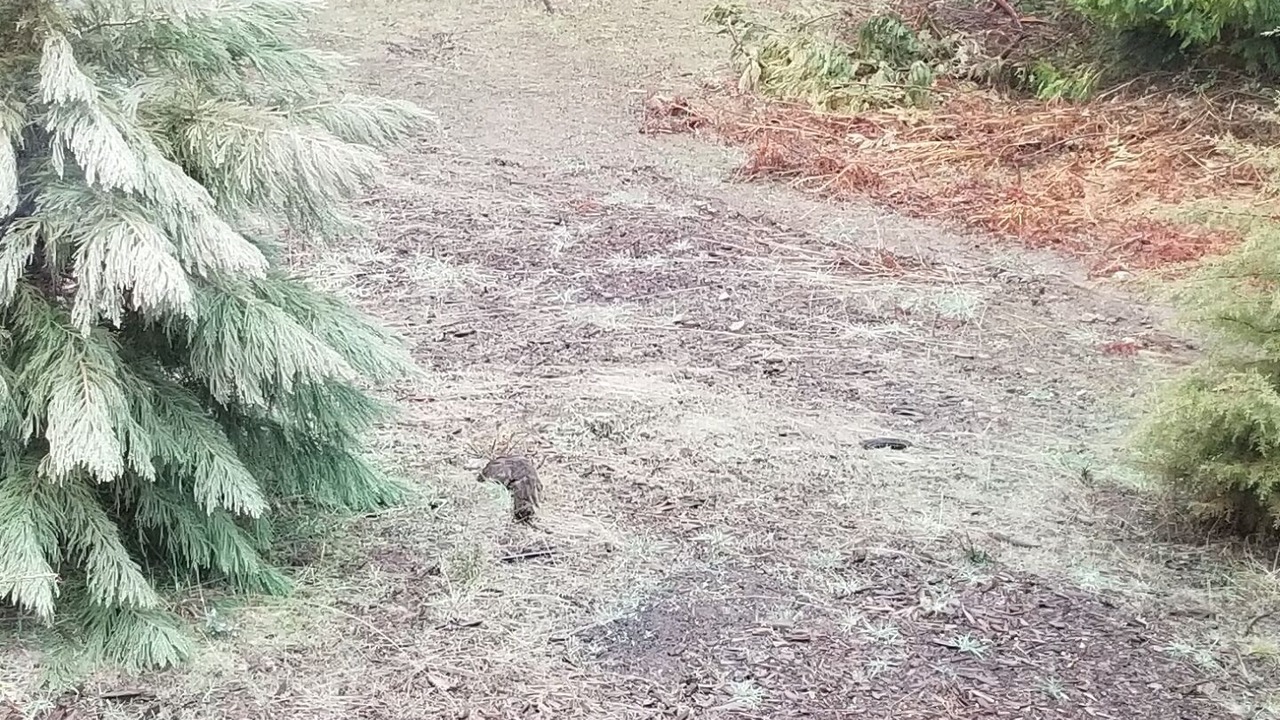 Photo of Outdoor in Shaver Lake