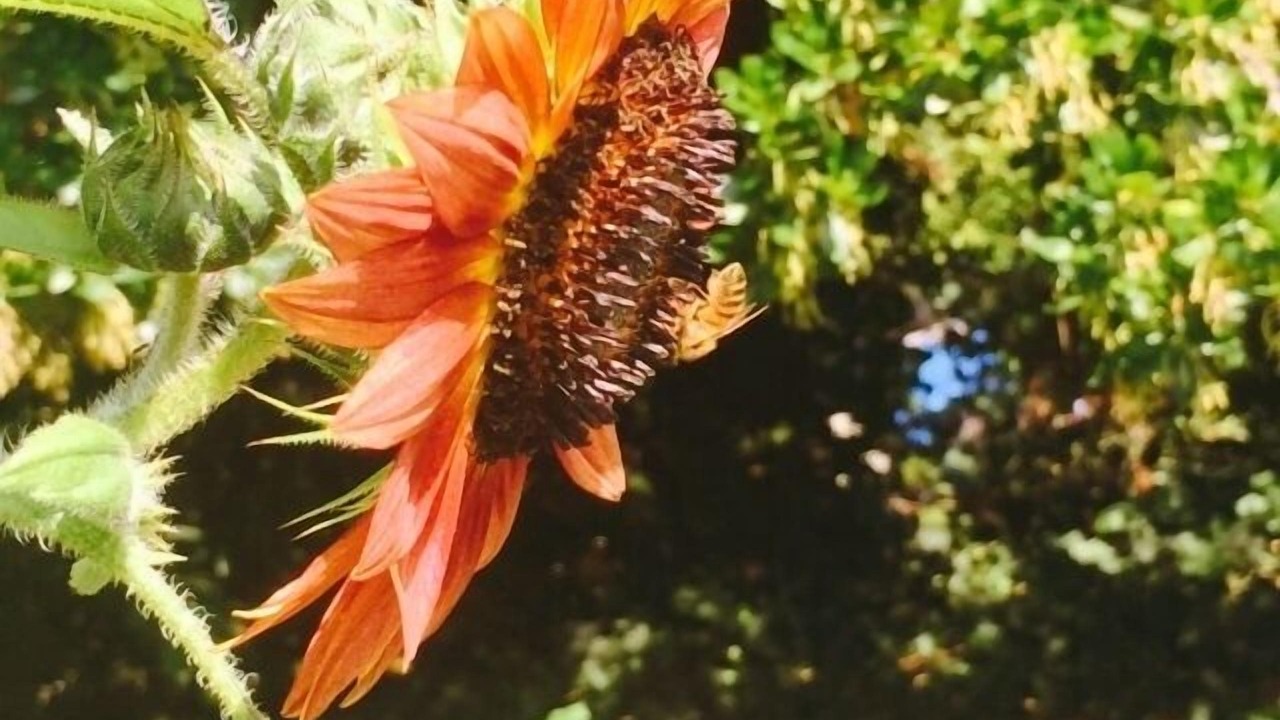 Photo of Outdoor in Guerneville
