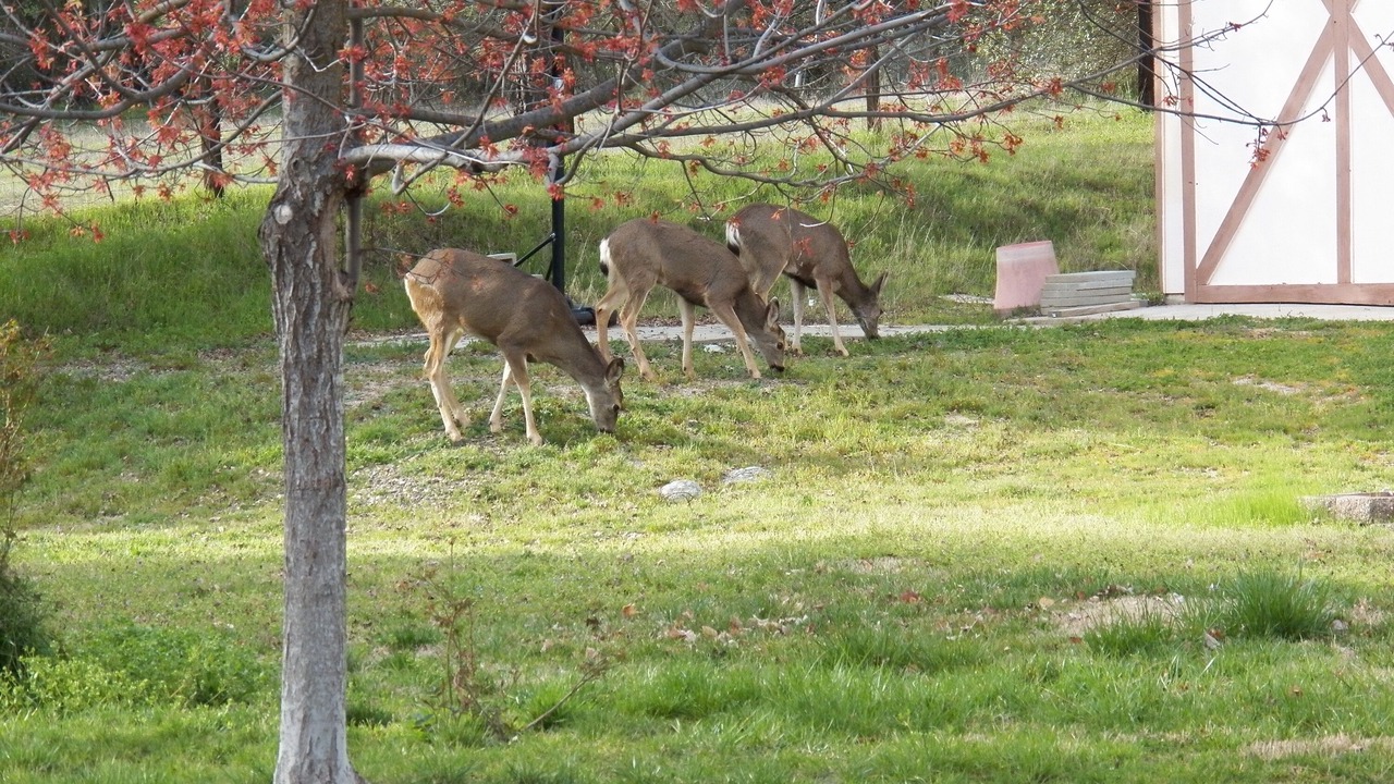 Photo of Others in Ahwahnee