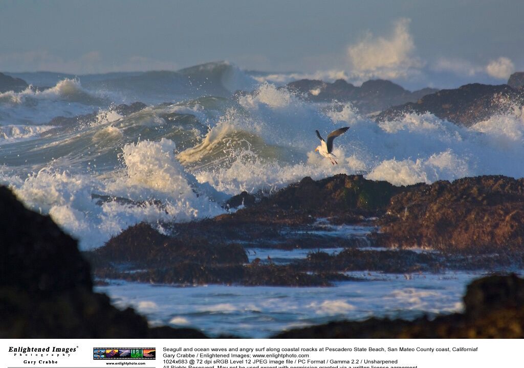 Photo of Others in Bodega Bay