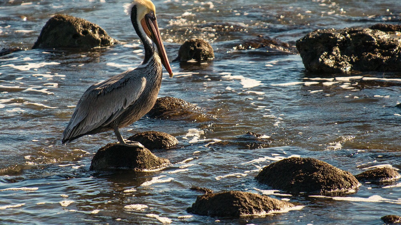 Photo of Others in Faria Beach