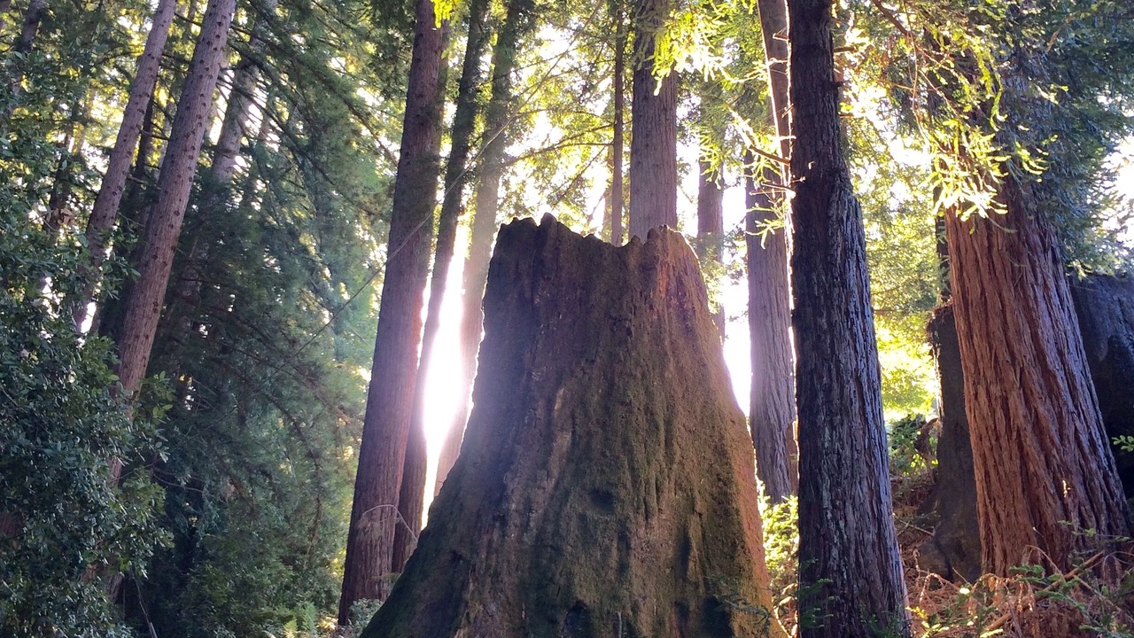 Photo of Others in La Selva Beach