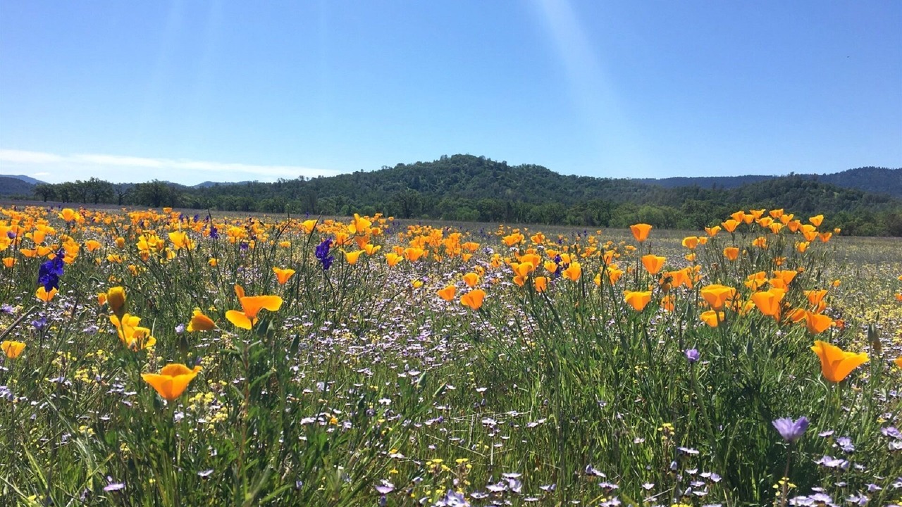 Photo of Outdoor in Pope Valley