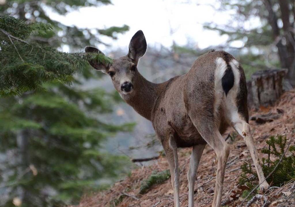 Photo of Others in Yosemite West