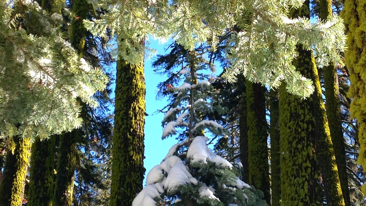 Photo of Others in Oakhurst