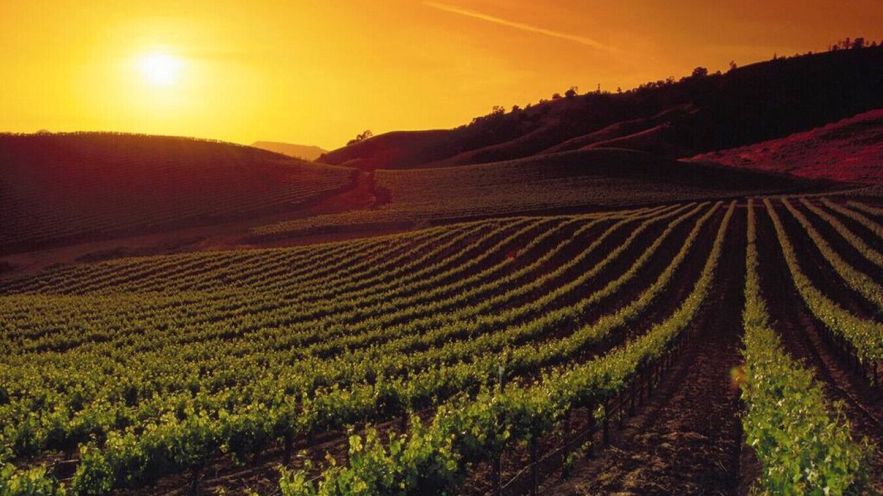 Photo of Others in Sonoma