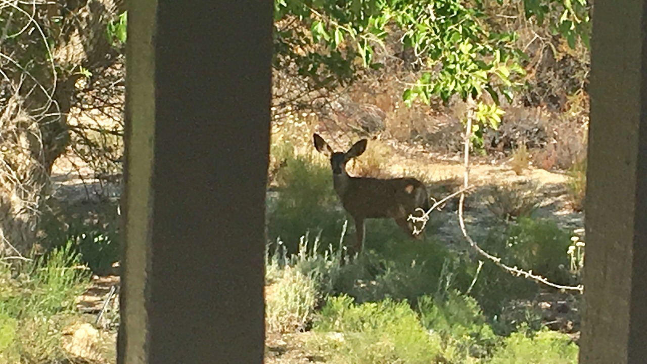 Photo of Others in Warner Springs