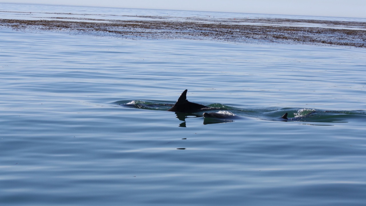 Photo of Others in Carpinteria
