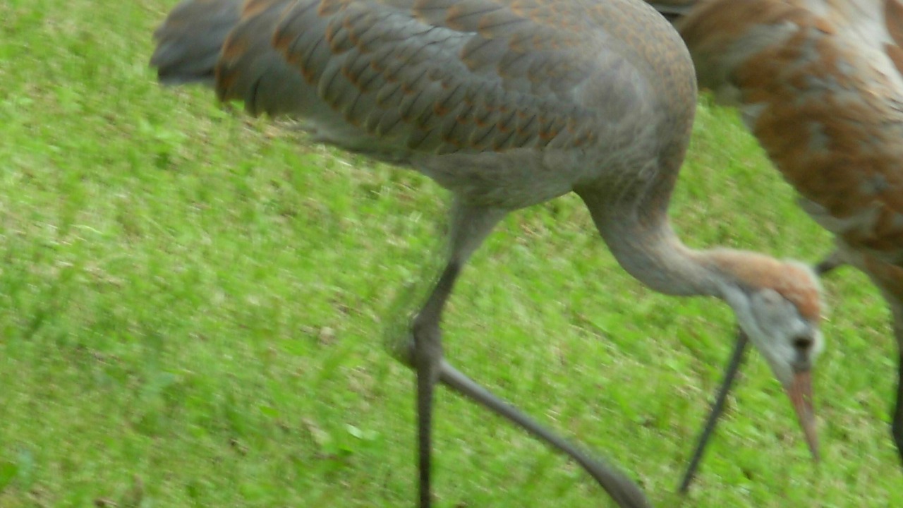 Photo of Others in Diamond Ridge
