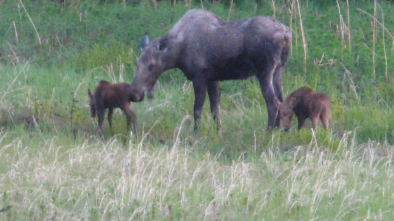 Photo of Outdoor in Diamond Ridge