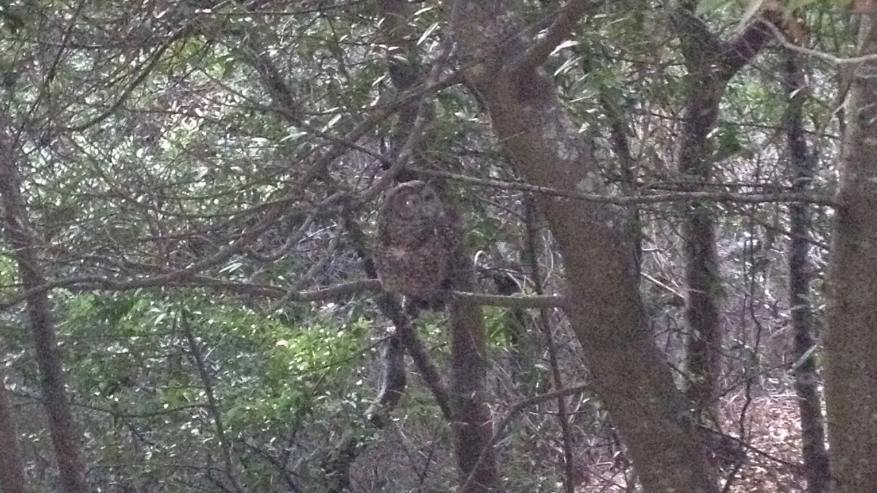 Photo of Others in Mill Valley