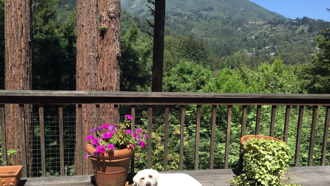 Photo of Others in Mill Valley