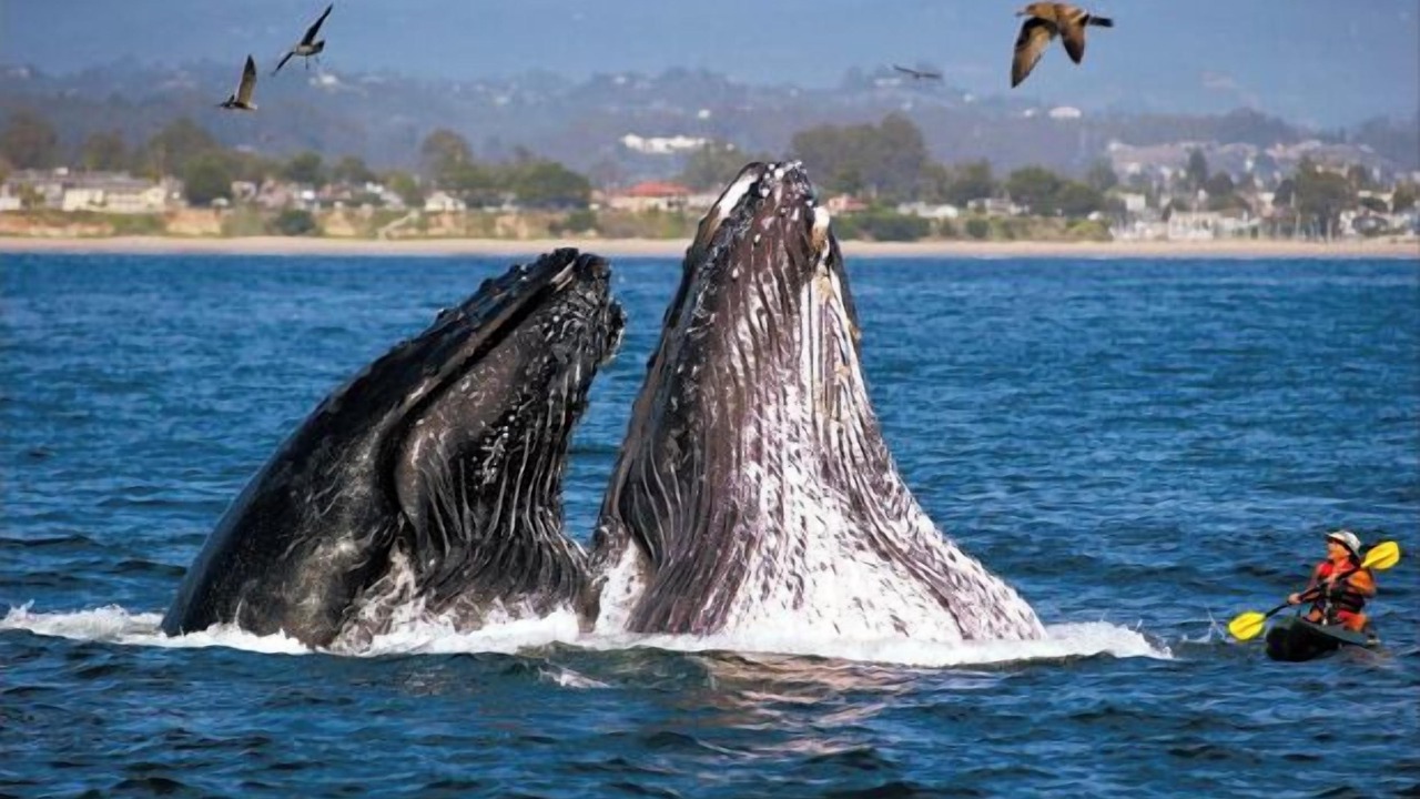 Photo of Others in Seabright