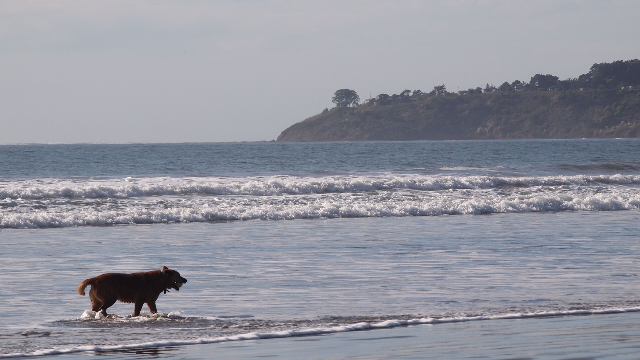 Photo of Others in Stinson Beach