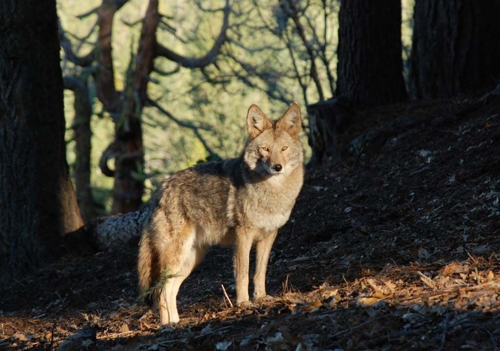 Photo of Others in Yosemite West