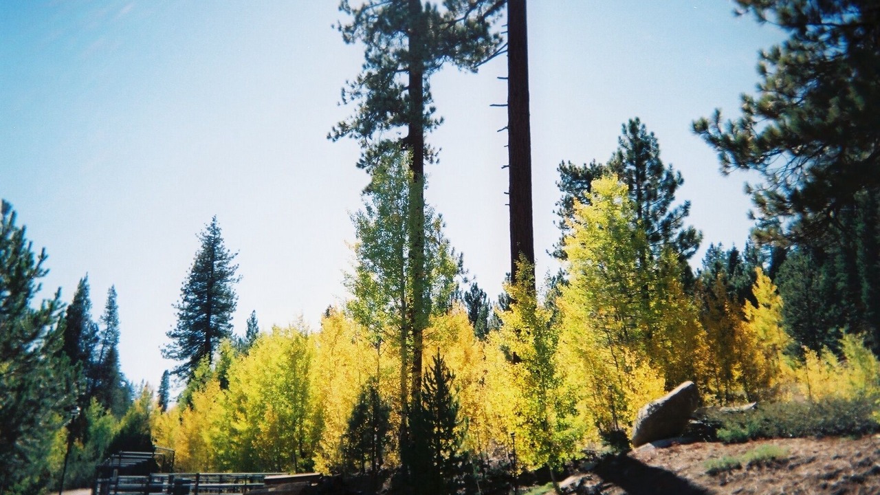 Photo of Others in Ponderosa