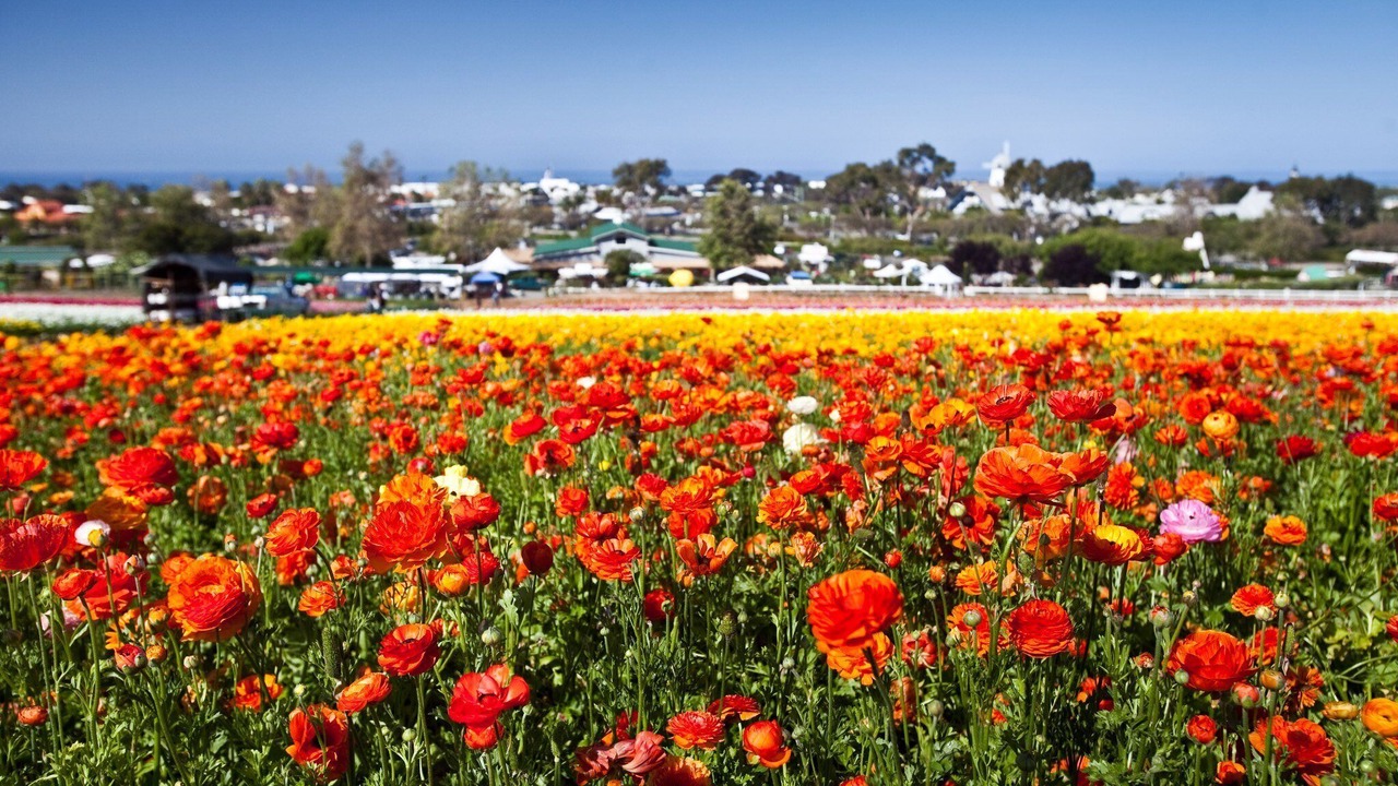 Photo of Others in Carlsbad Village