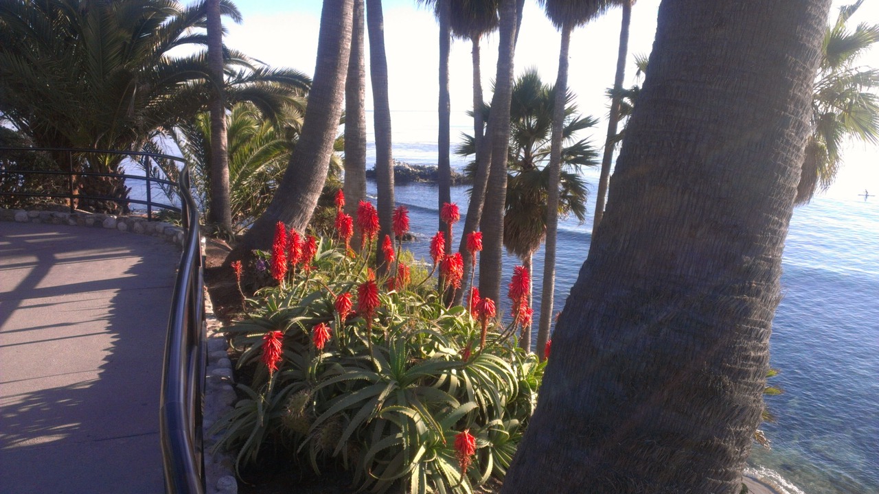 Photo of Others in Laguna Beach