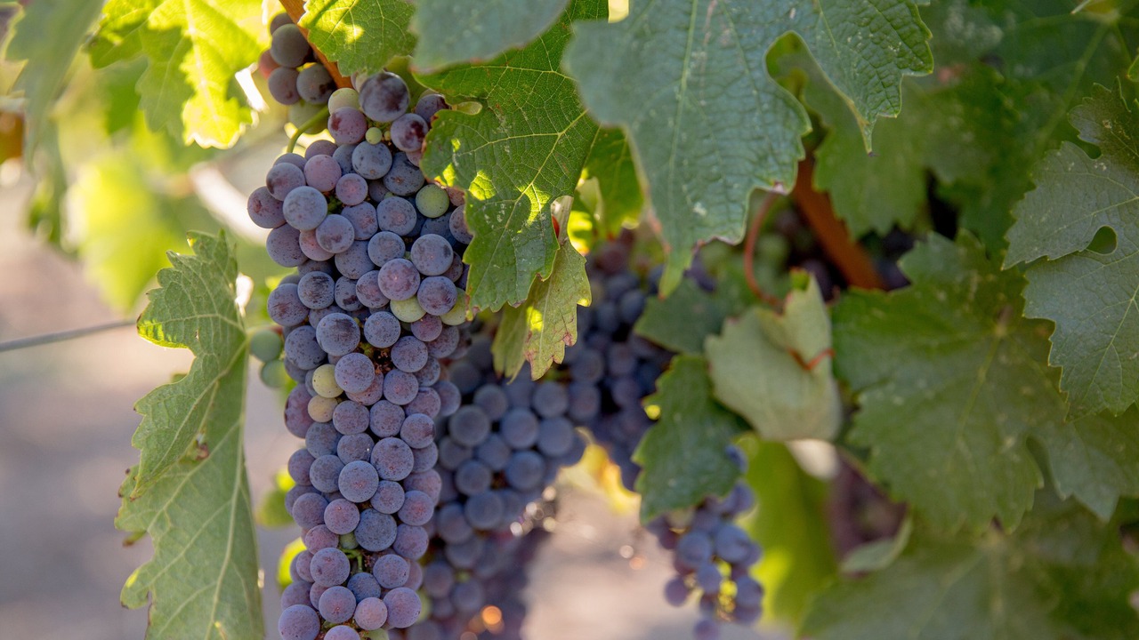 Photo of Others in St. Helena
