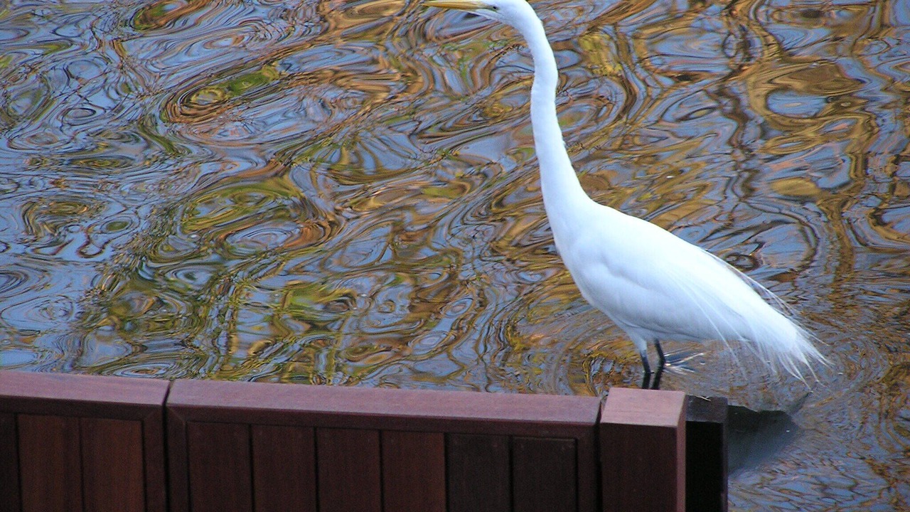 Photo of Others in Venice Canals