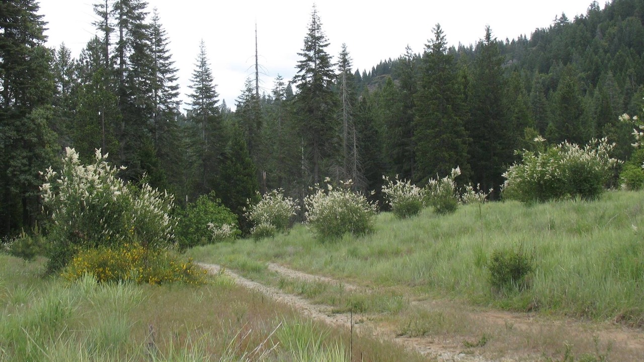 Photo of Others in Nevada City