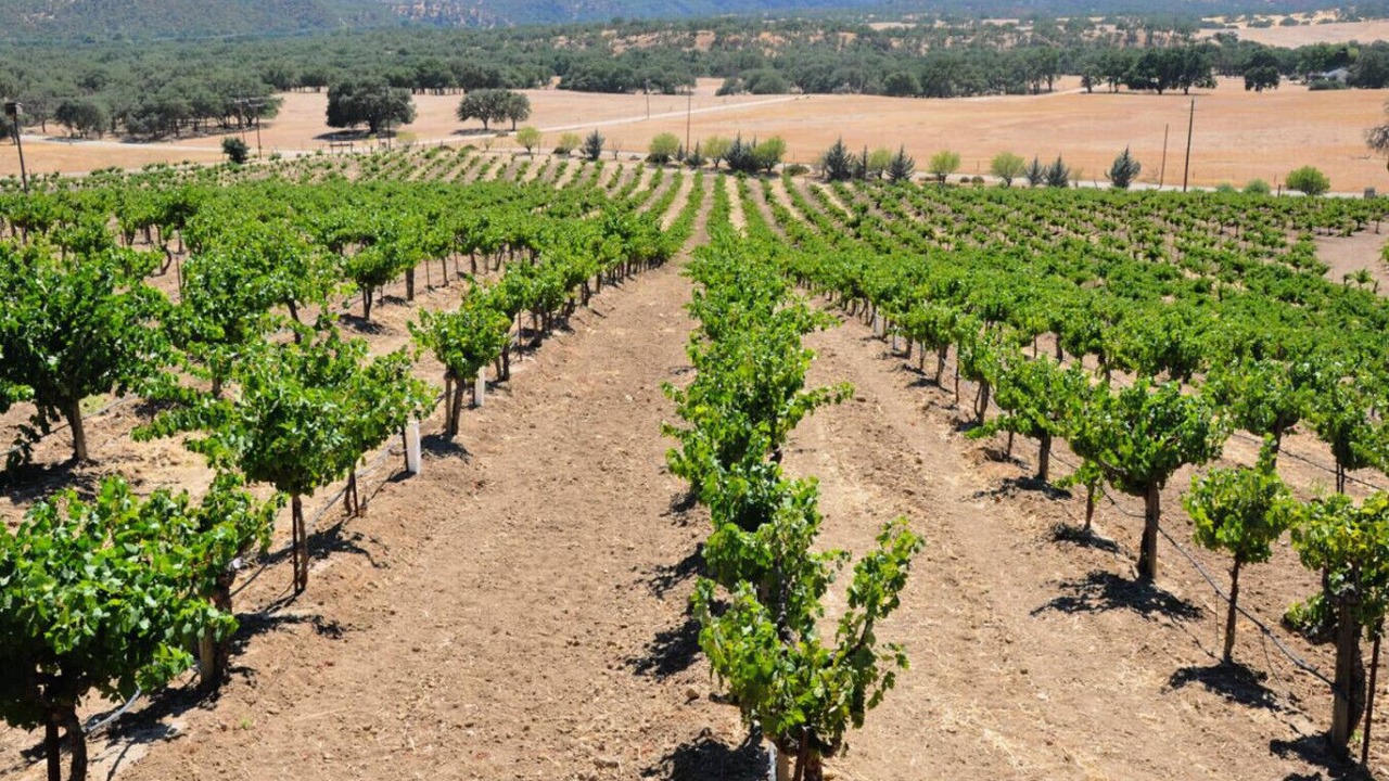 Photo of Others in Paso Robles