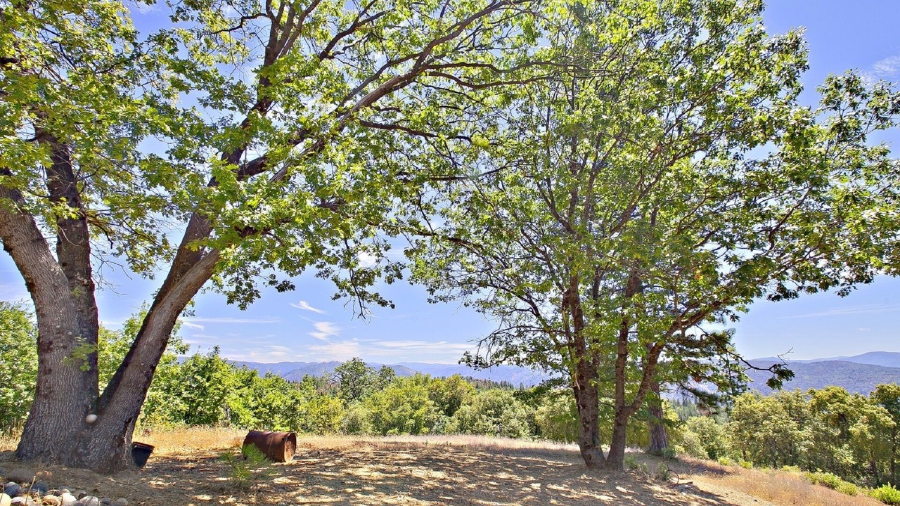 Photo of Outdoor in Forest Meadows