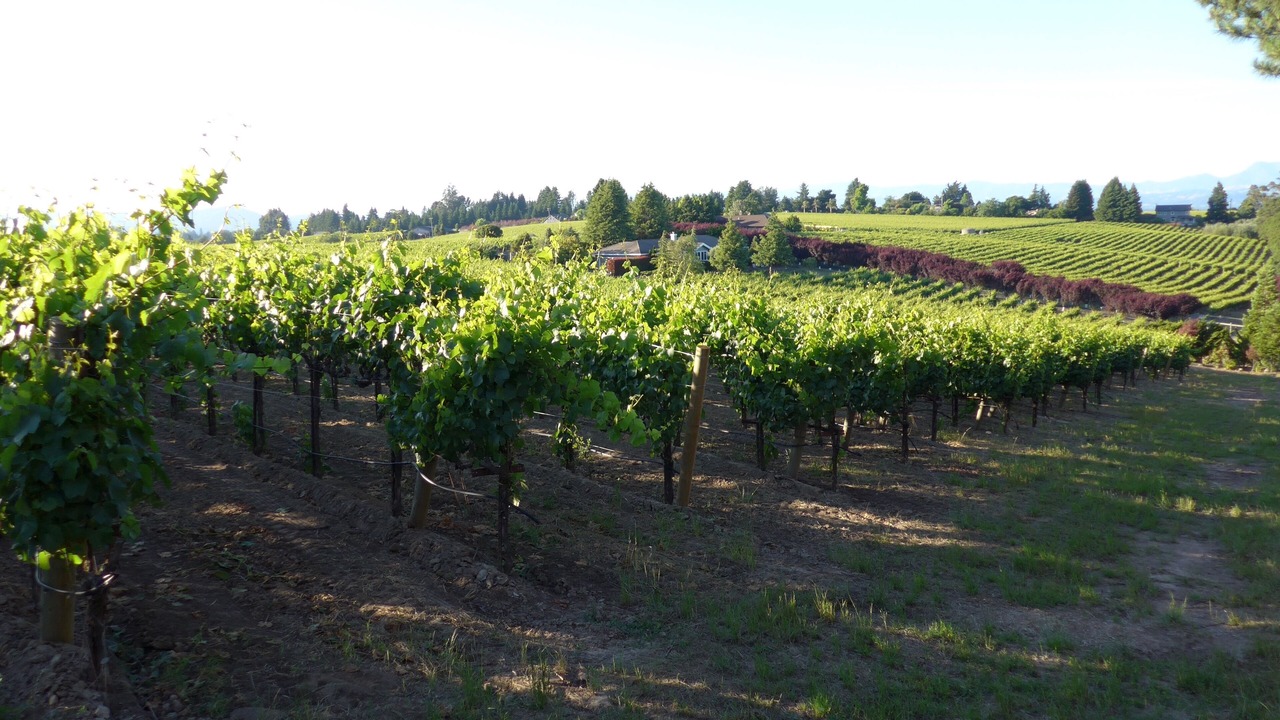 Photo of Outdoor in Sebastopol