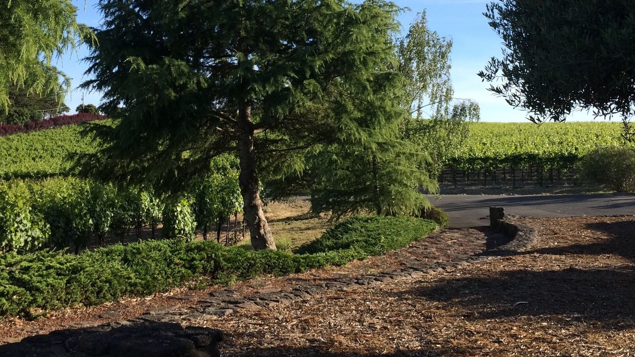 Photo of Outdoor in Sebastopol
