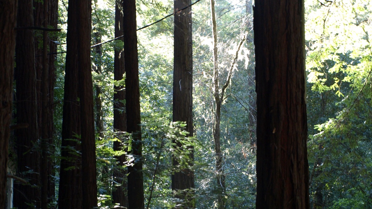 Photo of Others in Cazadero