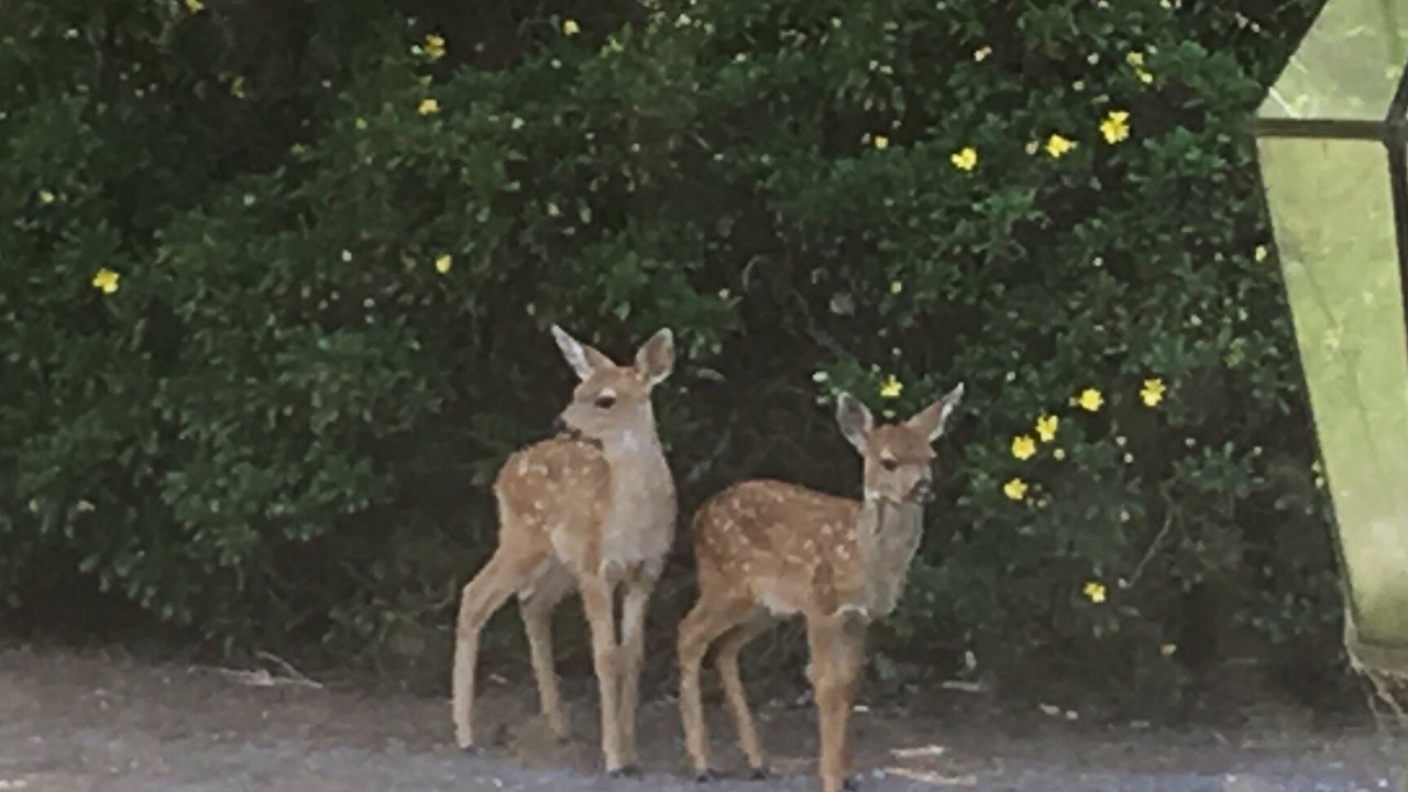 Photo of Outdoor in Freestone