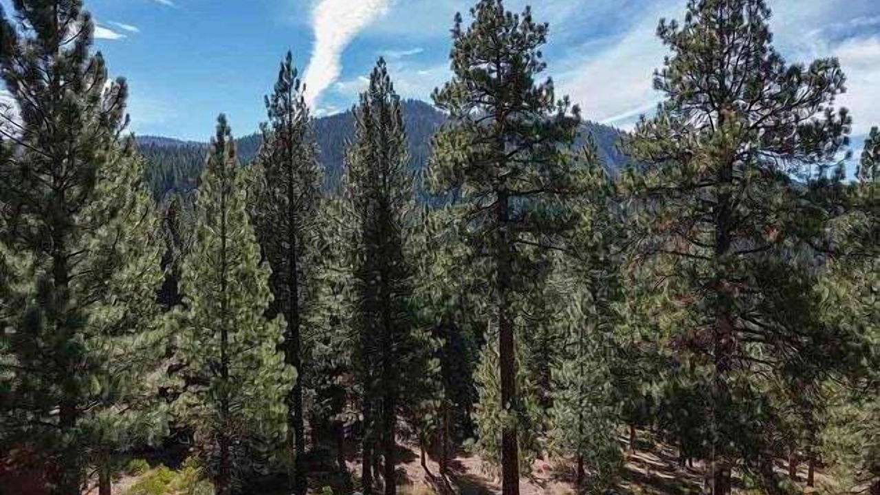 Photo of Others in Truckee