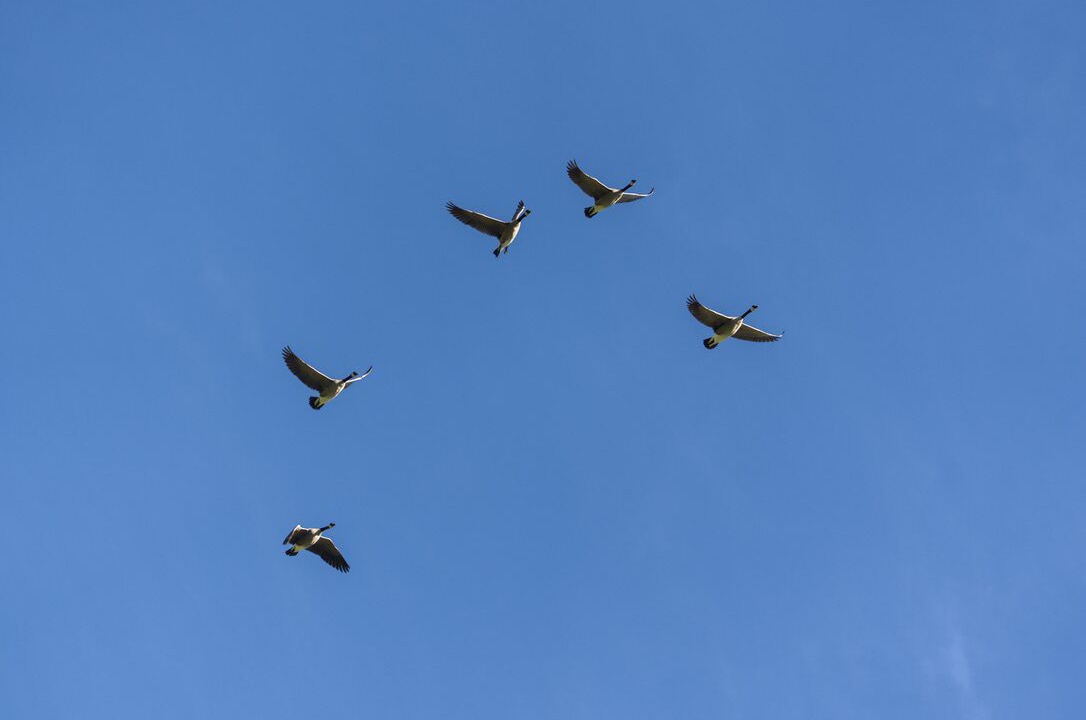Photo of Others in Salyer