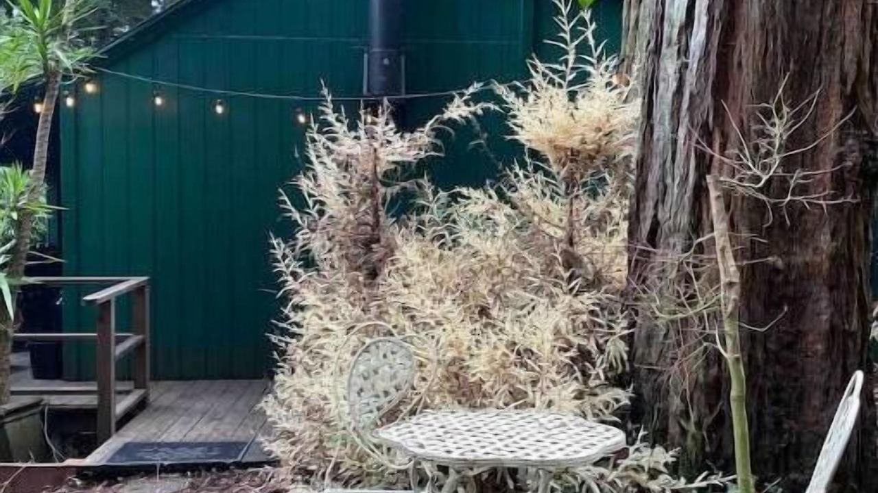 Photo of Outdoor in Guerneville