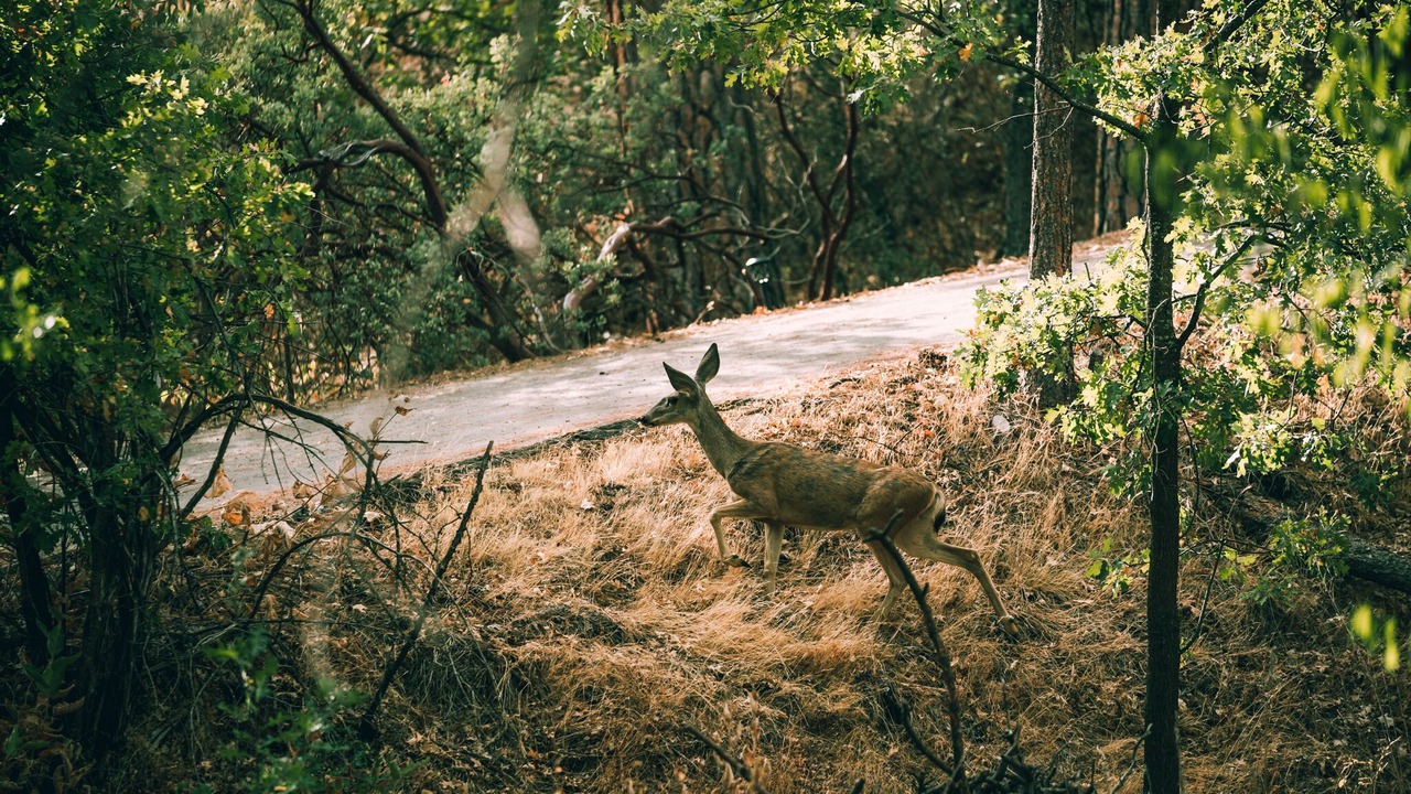 Photo of Others in North Fork