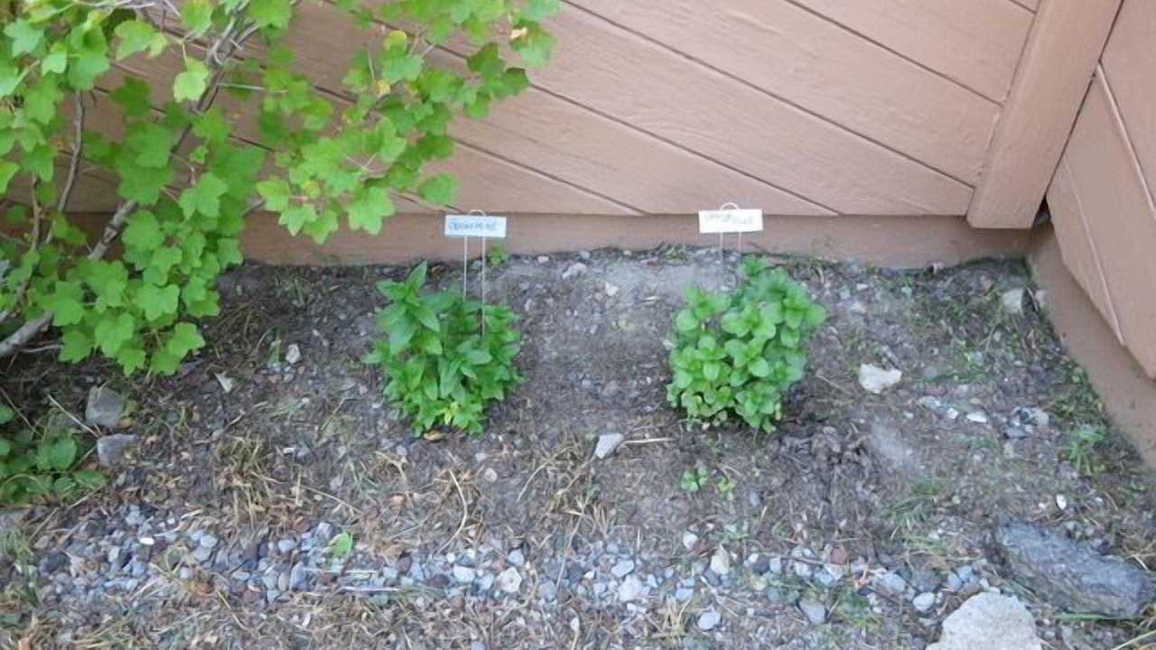 Photo of Outdoor in Alpine Meadows