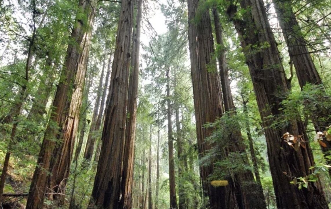Photo of Outdoor in Tamalpais-Homestead Valley
