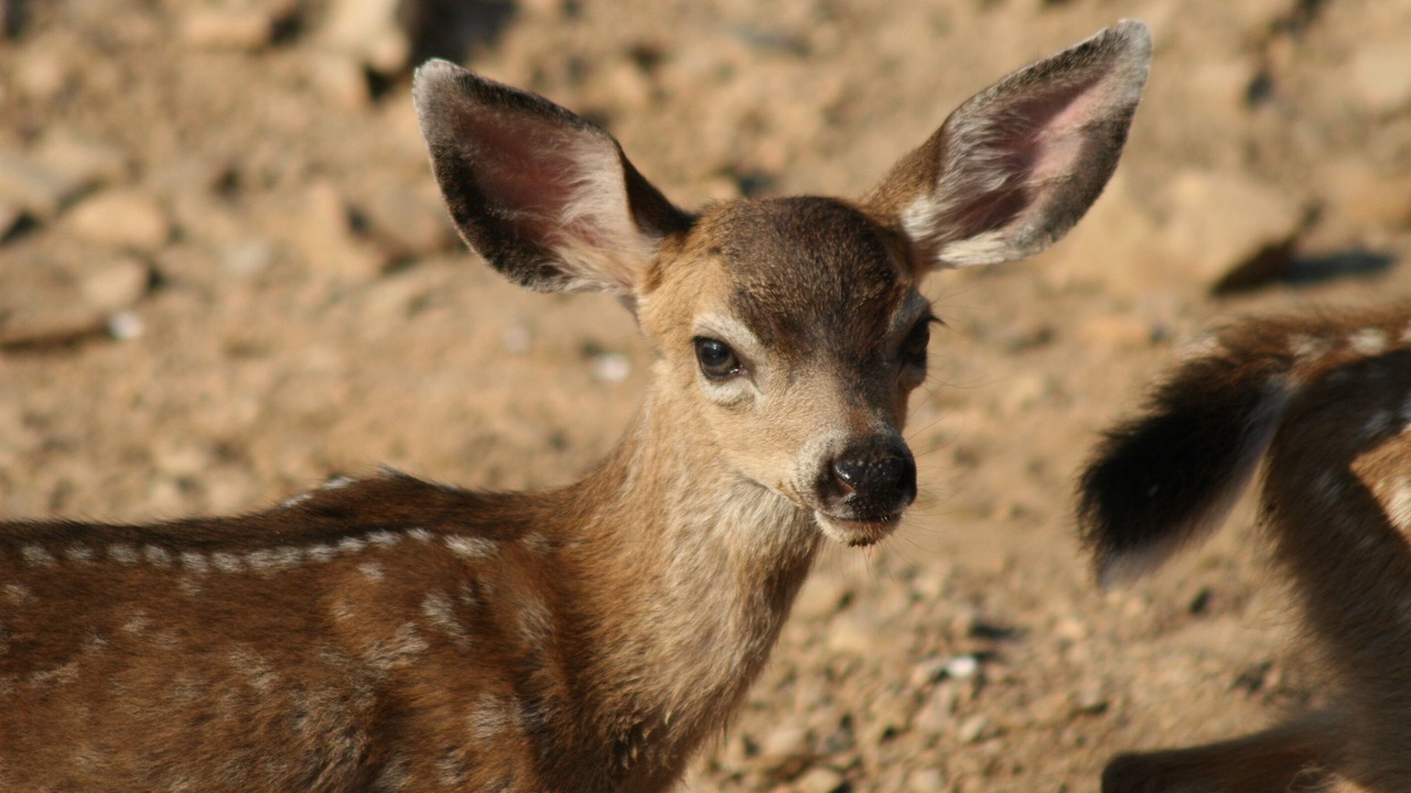 Photo of Others in Lakehead-Lakeshore