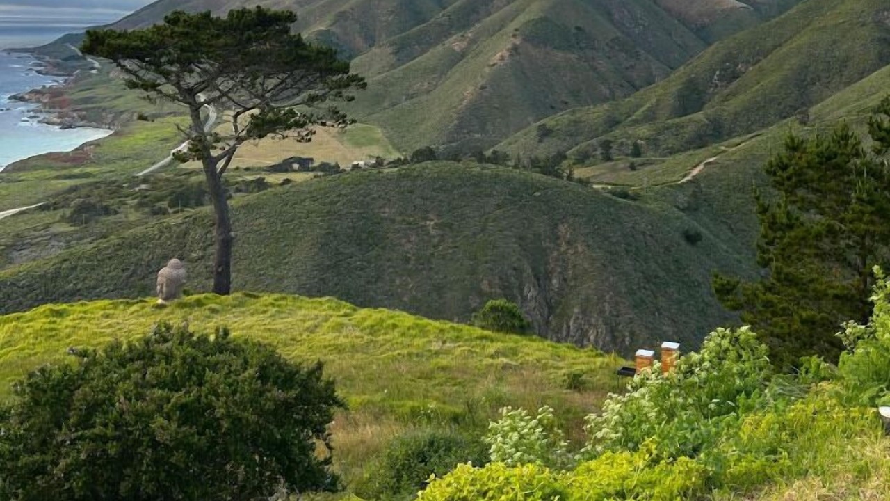 Photo of Others in Carmel