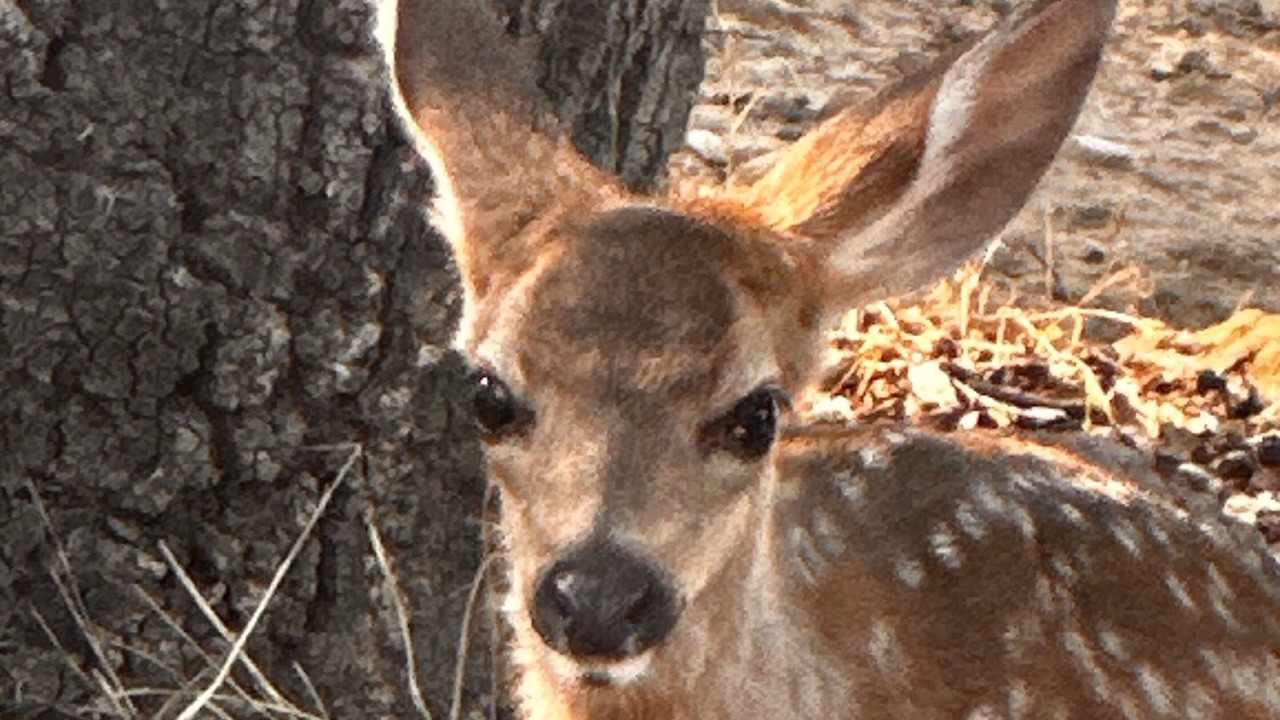 Photo of Others in Mission Canyon
