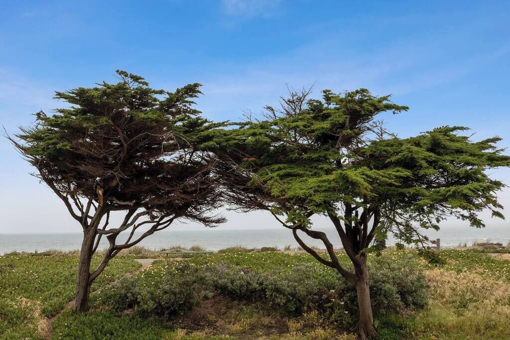 Photo of Others in Outer Sunset