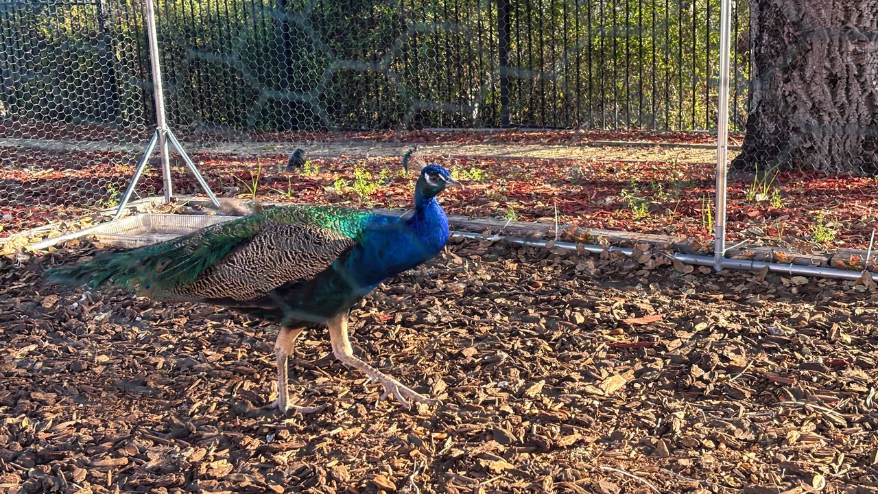 Photo of Others in Los Altos Hills